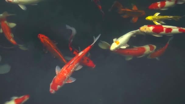 Beautiful scene as painting when fancy carps swimming slowly. - Footage, Video