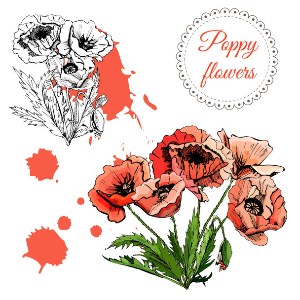 Collectie met kleur boeketten van poppy bloemen met bladeren en abstracte vlekken. Hand getrokken inkt en gekleurde sketch geïsoleerd op witte achtergrond. - Vector, afbeelding