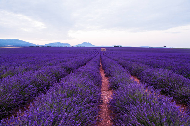 lavender field france - Fotografie, Obrázek