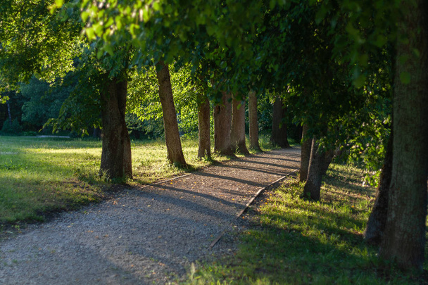 Path through linden tree alley on a sunny summer day. Lawn - Photo, image