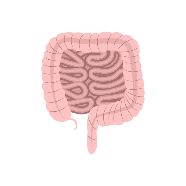Vektorillustration der Anatomie des Darms - Vektor, Bild