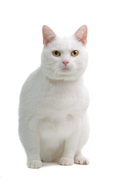 European white short-hair cat isolated in front of a white background - Photo, image