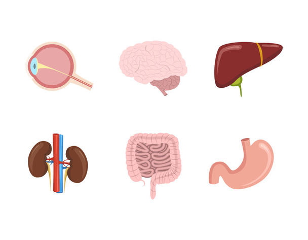 vector illustration of cartoon human internal organs set with heart, intestines, kidneys, stomach, lungs, bladder. - Vector, Image