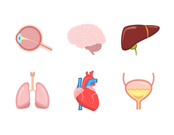 心臓、肝臓、肺、脳、眼、膀胱で設定された漫画の人間の内臓のベクトル図. - ベクター画像