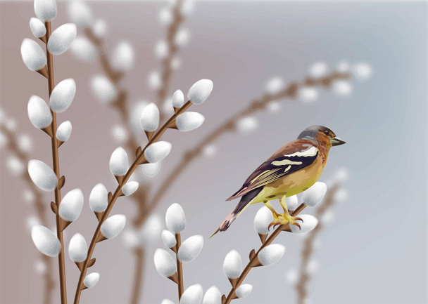 Beautiful sparrow and willow branches Vector. Spring card - Vektor, Bild