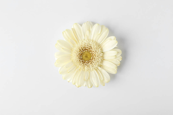 Fresh gerbera flower on white background - Foto, Imagem