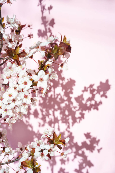 Blooming tree with white, pink flowers in morning sunshine and shadow, blurred sunlight. Soft focus. Spring blossom flower background. - Φωτογραφία, εικόνα