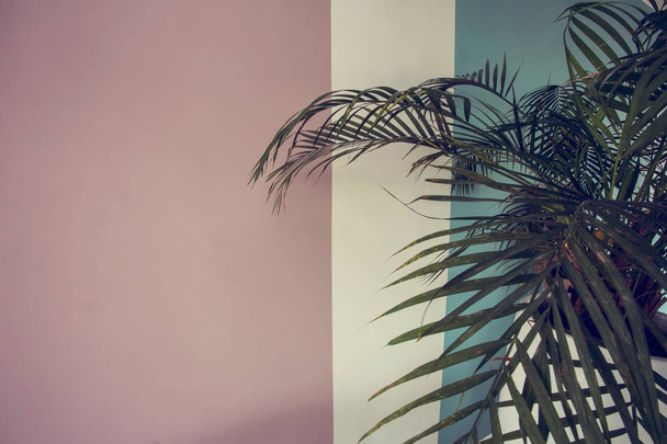 Cerca de la planta verde sobre la pared pintada blanco rosado y azul, textura colorida del fondo del diseño retro
 - Foto, Imagen