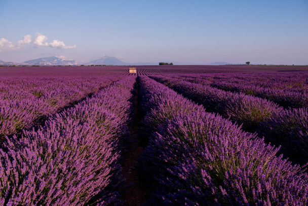 stone house at lavender field - Фото, зображення