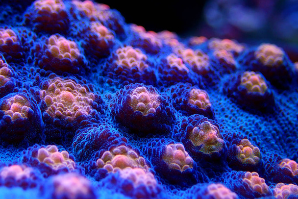 Halloween Screamer Chalice coral in macro shot ( Echinophyllia sp. ) - Foto, afbeelding