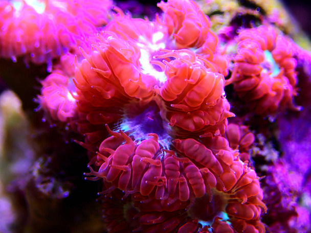 Pink Blastomfa LPS Coral - (Blastomfa merletti)
) - Фото, изображение