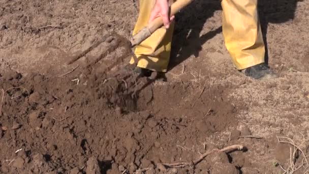 Σκάβουν άνοιξη χώμα με φτυάρι στον κήπο - Πλάνα, βίντεο