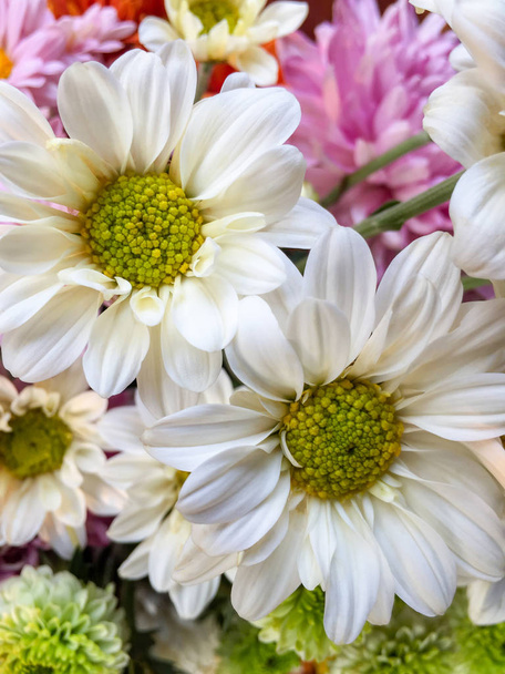 Beautiful white chrysanthemum. - Foto, immagini