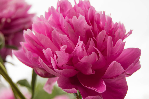 One big pink peony flower close-up on open nature background, blurred - Φωτογραφία, εικόνα