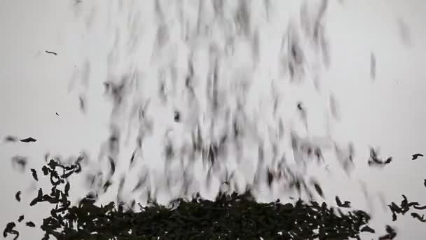 black tea white background nobody hd footage  - Filmagem, Vídeo