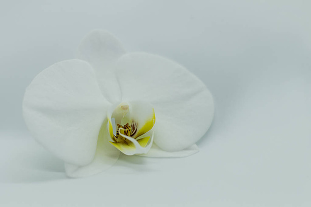 Біла орхідея фаленопсис на білому тлі. Копіювати простір
 - Фото, зображення