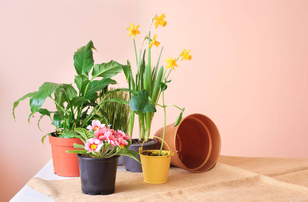 Ingemaakte bloemen, potten voor bloemen en hulpmiddelen voor de verzorging van planten op de tafel. - Foto, afbeelding