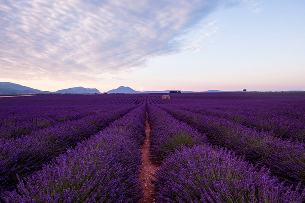 the moon above lavender field france - Photo, Image