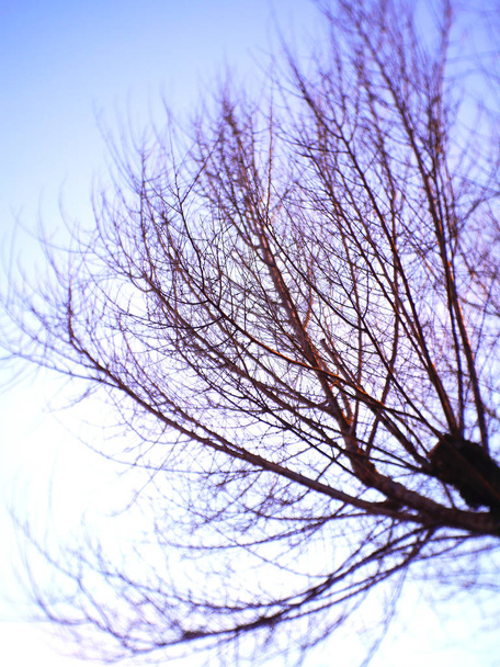 Branches d'arbres sans feuilles en automne dans le jardin du parc
 - Photo, image
