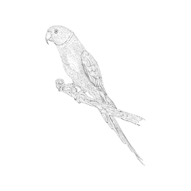 Hand drawn sketch of parrot illustration. - Vektör, Görsel