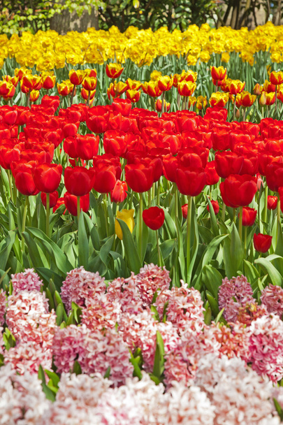 Garden with red and yellow tulips in spring. - Valokuva, kuva