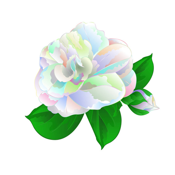 Flower Camellia Japonica  with leaves multicolored  flower Camellia Japonica  with buds on a white background vintage vector illustration editable  hand draw - Vector, Image