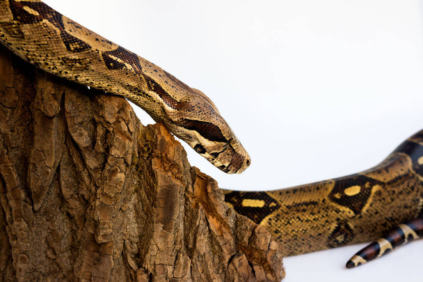 one-eyed snake boa constrictor slides on a wooden piece. visible damaged blind eye. on a white background. - 写真・画像