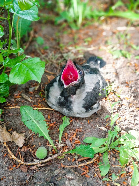 The nestling crow fell from the nest to the ground - Photo, Image