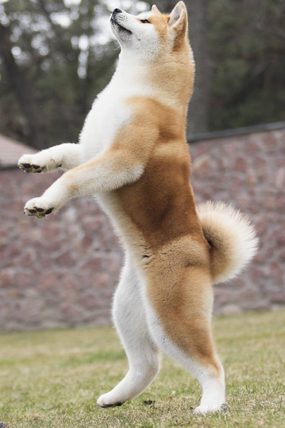 Japanese Akita Inu dog for a walk - Photo, Image