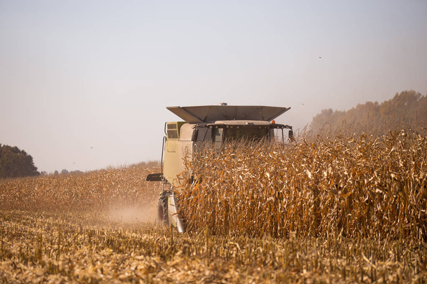 El tema es la agricultura. Una cosechadora moderna en el campo realiza la cosecha de granos en un día soleado contra un cielo azul. Granja y automatización utilizando máquinas
. - Foto, imagen