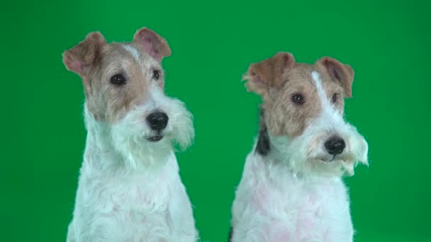 İki fox Terrier kapatın. Yeşil ekran - Video, Çekim
