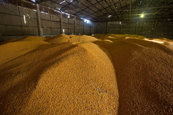 Refugio para el almacenamiento de maíz y productos de grano. Grandes montones de granos se construyen bajo el techo en el antiguo granero. Las viejas tecnologías son agrícolas en los países de Europa del Este y Rusia
. - Foto, imagen