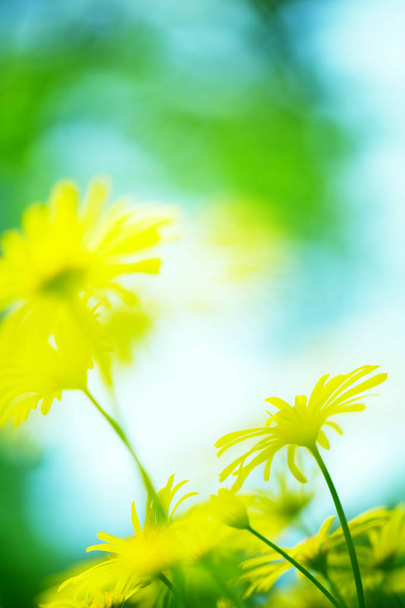 Yellow spring flowers - Photo, Image