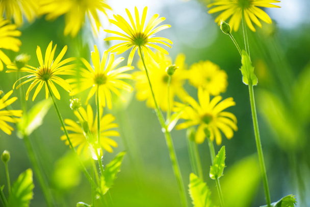 Flores amarillas de primavera
 - Foto, Imagen