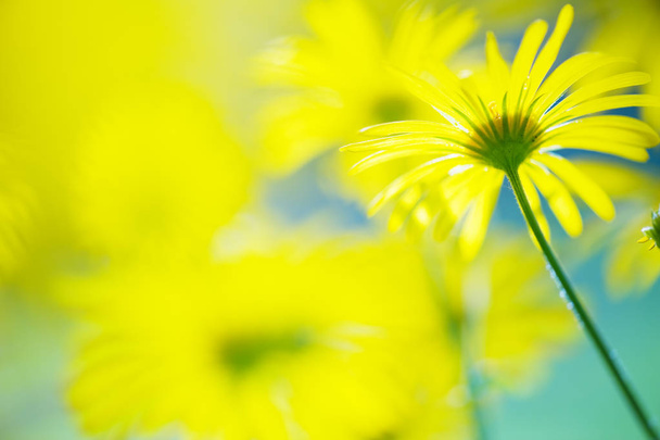 Yellow spring flowers - Photo, Image