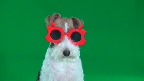Fox terrier se sienta en anteojos rojos de cerca. Pantalla verde
 - Metraje, vídeo