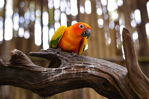 bright Parrot sitit on branch - 写真・画像