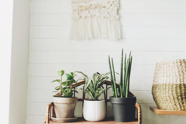 Stylish green plants in pots on wooden vintage stand on backgrou - Zdjęcie, obraz