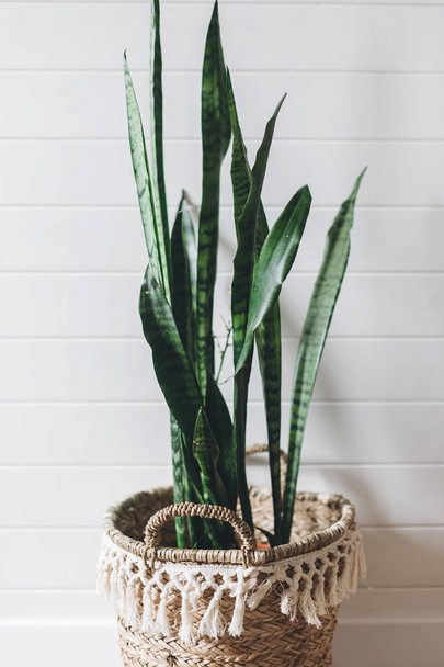 Κομψό πράσινο φυτό sansevieria σε άχυρο κατσαρόλα σε φόντο της wh - Φωτογραφία, εικόνα