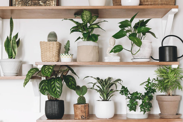 Stylish wooden shelves with green plants and black watering can. - Foto, immagini