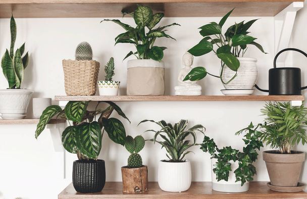 Stylish green plants and black watering can on wooden shelves. M - Photo, Image