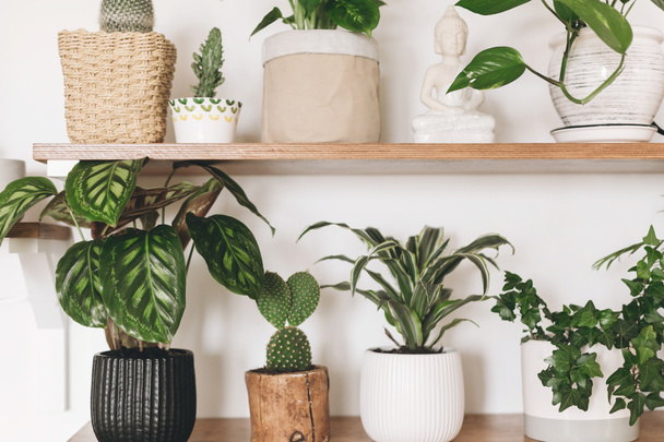 Stylish wooden shelves with green plants and black watering can. - Valokuva, kuva