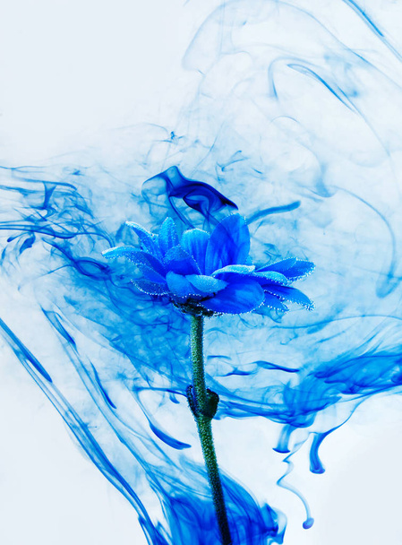 Blue chrysanthemum inside water white background flowers aster under paints indigo smoke steam blur - Fotoğraf, Görsel