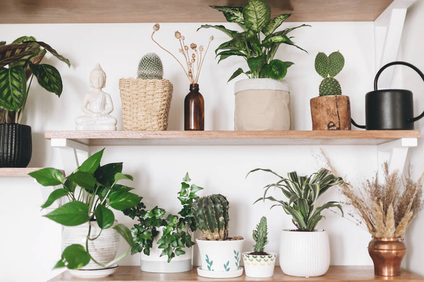 緑の植物、黒の水まき缶、wi とスタイリッシュな木製の棚 - 写真・画像