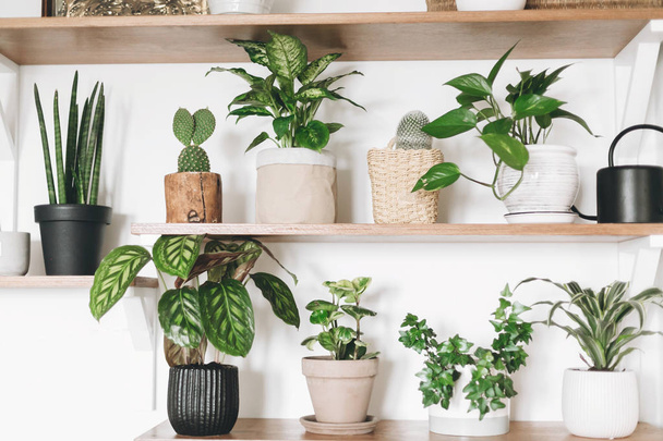 Stylish wooden shelves with green plants and black watering can. - Fotó, kép