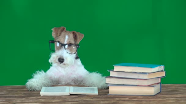 Fox terrier com óculos lendo livros. Ecrã
 - Filmagem, Vídeo