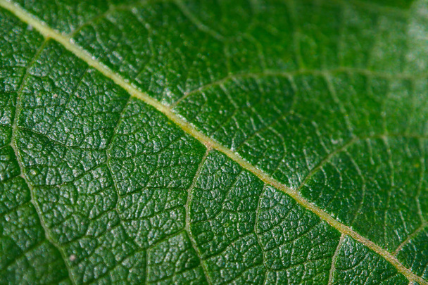 Background of green macro leaf. - Foto, Bild