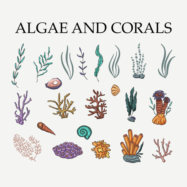 Algae, coral and sea plants vector set. - Διάνυσμα, εικόνα