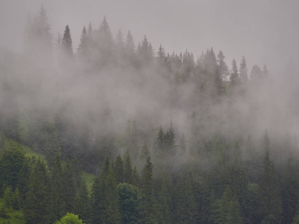 Ομίχλη το πρωί καλοκαίρι τοπίο με έλατα - Φωτογραφία, εικόνα