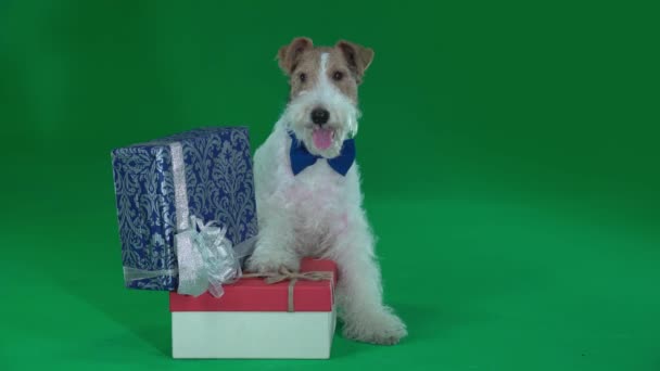Fox Terrier est assis à côté de deux cadeaux. Écran vert
 - Séquence, vidéo